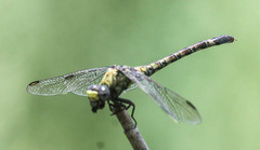 Paragomphus genei