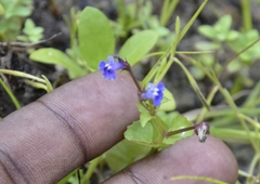 Lobelia alsinoides