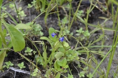 Lobelia alsinoides