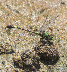 Paragomphus genei