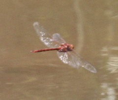 Anax speratus