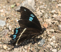 Papilio nireus
