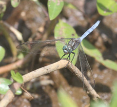Orthetrum julia