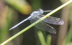 Hemistigma albipunctum