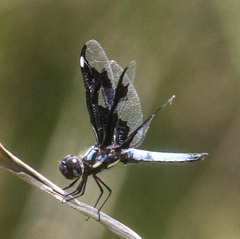 Palpopleura portia