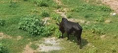 Bubulcus ibis