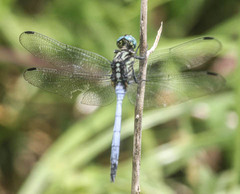 Orthetrum hintzi