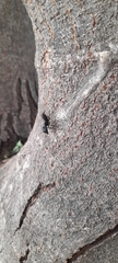 Camponotus compressus