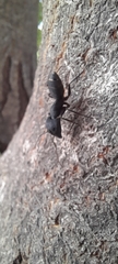 Camponotus compressus