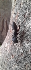 Camponotus compressus