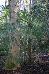 Trachycarpus fortunei