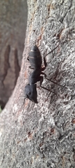 Camponotus compressus