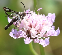Pyropteron leucomelaenum