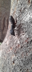 Camponotus compressus