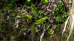 Blechnum blechnoides