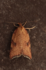 Acleris rhombana