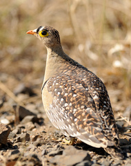 Pterocles bicinctus