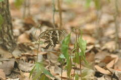 Papilio constantinus