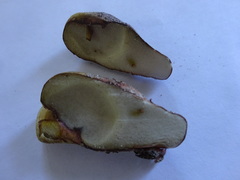 Rhizopogon luteolus image