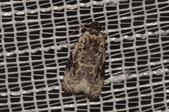 Celypha woodiana