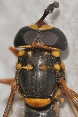 Ceriana ornata