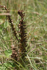 Satyrium parviflorum