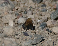 Callophrys henrici