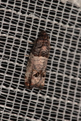 Notocelia incarnatana