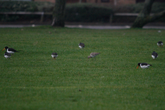 Haematopus ostralegus