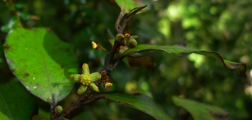 Horopita (Pseudowintera colorata)