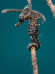 Hippocampus trimaculatus
