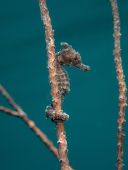 Hippocampus trimaculatus