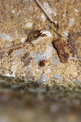 Ostearius melanopygius