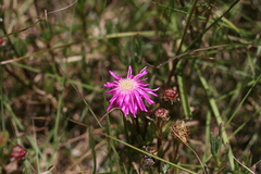 Lampranthus lavisii
