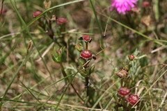 Lampranthus lavisii