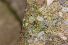 Ostearius melanopygius