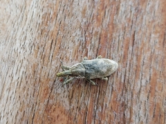 Gasteroclisus