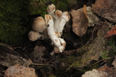 Asterophora lycoperdoides