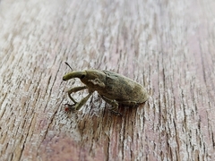 Gasteroclisus