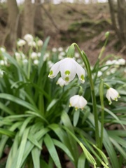 Leucojum vernum