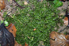 Atrichum undulatum