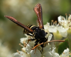 Paranthrene tabaniformis