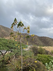 Cochlospermum vitifolium