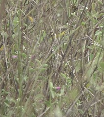 Pseudocolopteryx sclateri