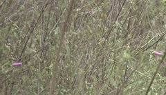 Pseudocolopteryx sclateri