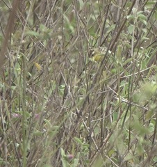 Pseudocolopteryx sclateri