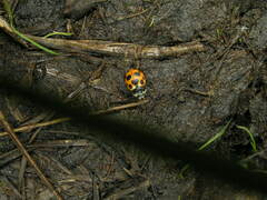 Ceratomegilla notata