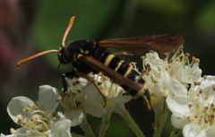 Paranthrene tabaniformis