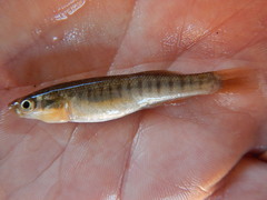 Fundulus zebrinus
