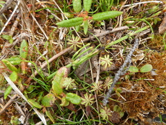 Marchantia polymorpha